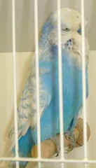 DSCF0016.jpg (7154 bytes)