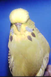 bisburnecrooks.jpg (36051 bytes)