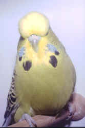 intaawilloughbywalters.jpg (32041 bytes)