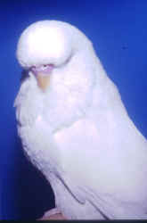 novaachilvers.jpg (29017 bytes)