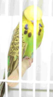 CIMG0123_2.jpg (7382 bytes)